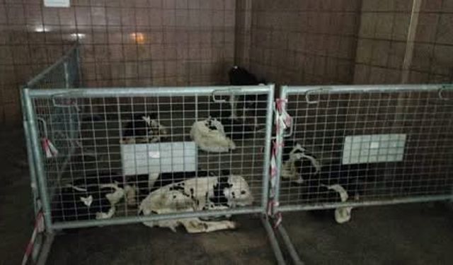 Gazimağusa’da kaçak hayvan geçişi engellendi