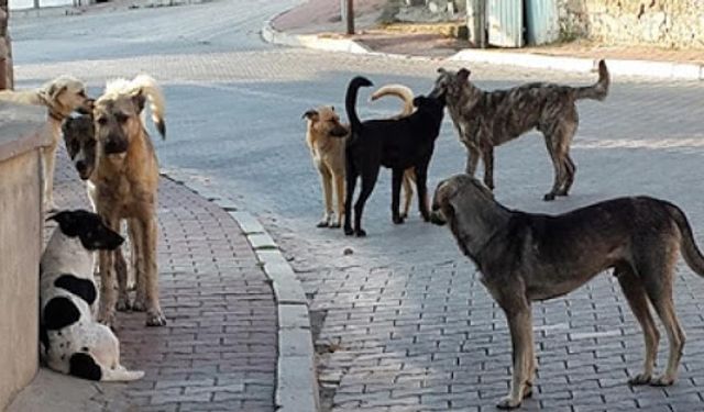 Sokaklarda başıboş köpek sayısı tavan yaptı