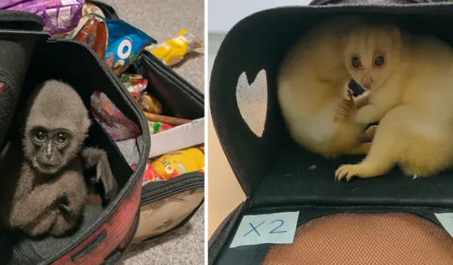 30 bin kaçak hayvan ele geçirildi