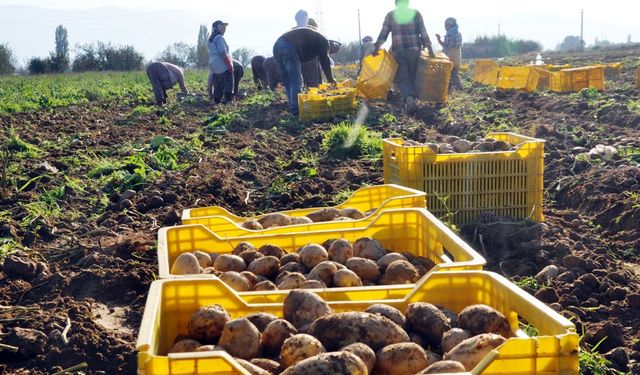 Taze patates el yakıyor