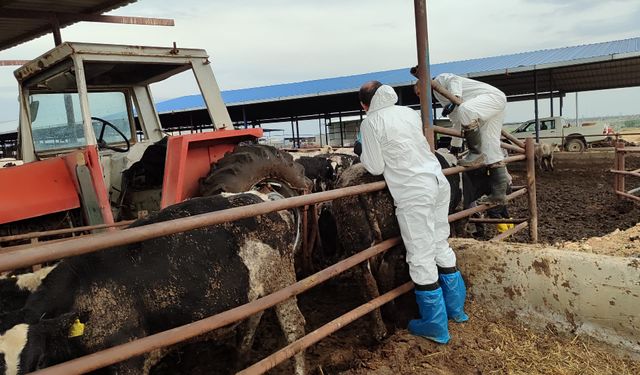 Bir haftada 45 bin 214 büyükbaş hayvana şap aşısı yapıldı