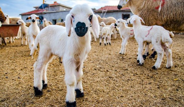 Kayıtlı küçükbaş hayvan bilgileri 31 Aralık’a kadar güncellenmeli