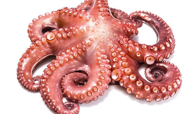 Doğum günü hediyesi kabusa dönüştü