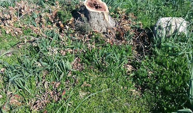 “Ver bakayım caydırıcı cezayı bir daha yapar mı?”