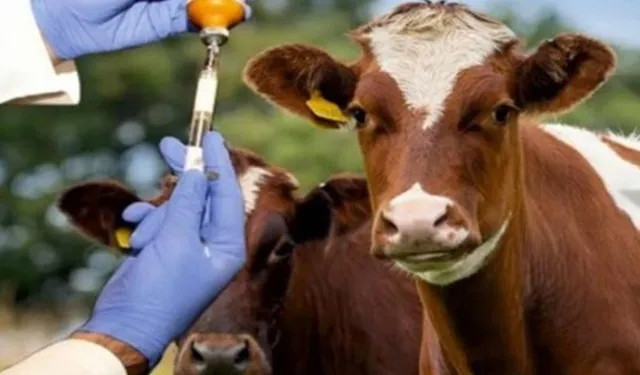 Güney Kıbrıs, şap aşılamalarına başlamak için KKTC’den gönderilecek 10 bin doz aşıyı bekliyor