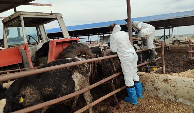 Şap hastalığıyla mücadele çerçevesinde aşılar yapılıyor