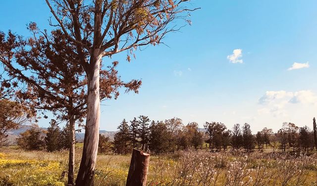 Bu ağaç katliamı neden görmezden geliniyor