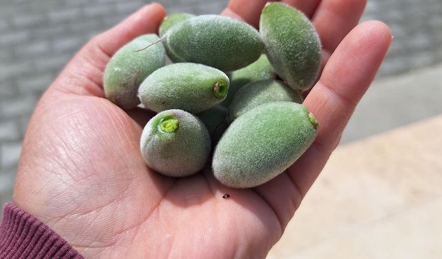 Şimdi çağla yemenin zamanı