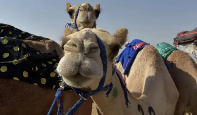 Yarışmayı kazanmak için develere botoks ve silikon bastılar