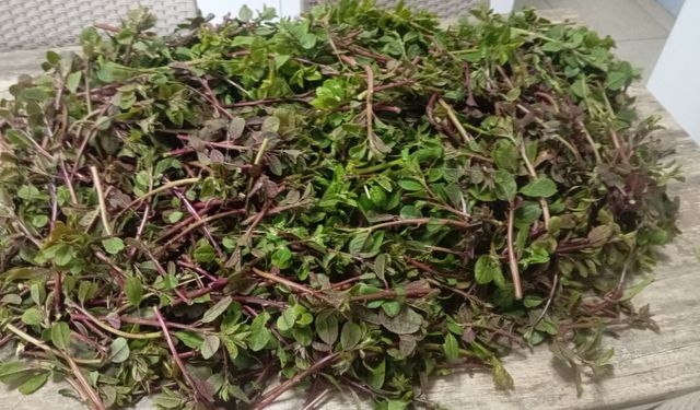 Gabariler erken yeşillendi