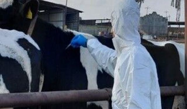 Şap hastalığıyla mücadelede karantina alanı genişliyor