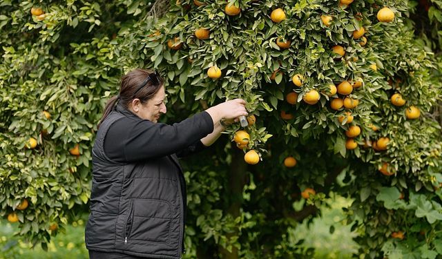 Asya turunçgil psillidine karşı biyolojik mücadele sürüyor