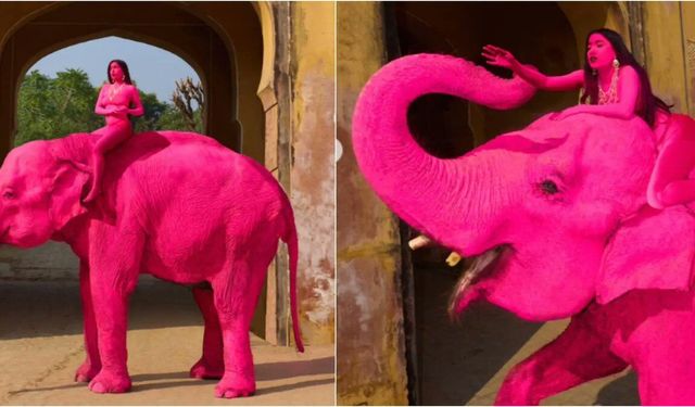 Pembeye boyanan fil üzüntüden öldü