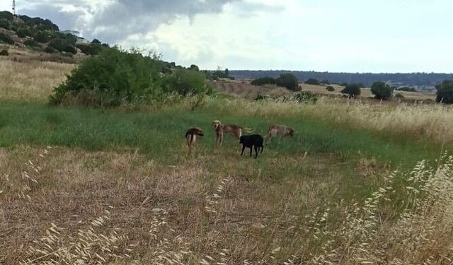 Onalt: “Başıboş köpeklerin saldırıları üreticiler için büyüyen bir sorun haline geldi"