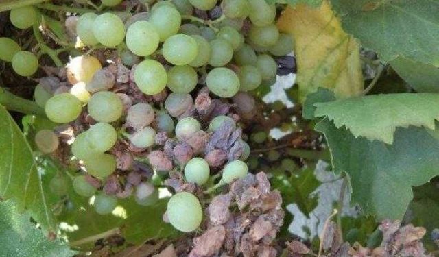 Tarım Bakanlığı: "Bağ alanlarında salkım güvesine karşı mücadele başlatılmalı"