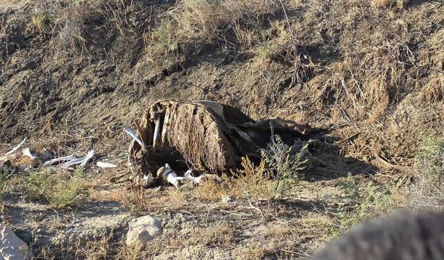 Serdarlı’da ayni bölgede dört ölü hayvan leşi endişe yarattı