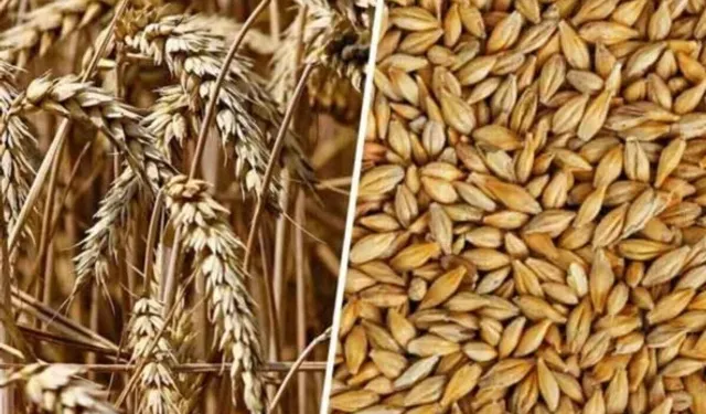 Zahire alımları 7 Eylül Pazartesi mesai bitimine kadar uzatıldı