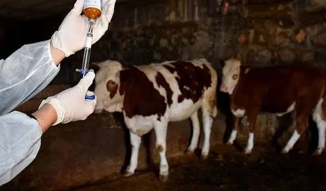 Güney Kıbrıs’ta yaklaşık 3 bin hayvan daha itlaf ediliyor