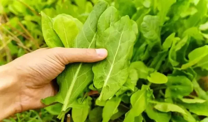 Doğadaki en güçlü mikrop öldürücü!