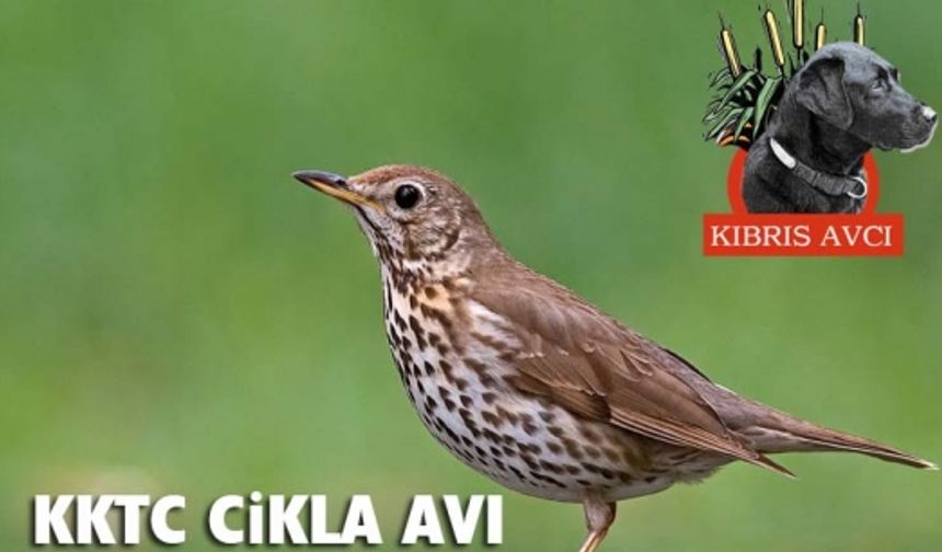 Cikla Avı