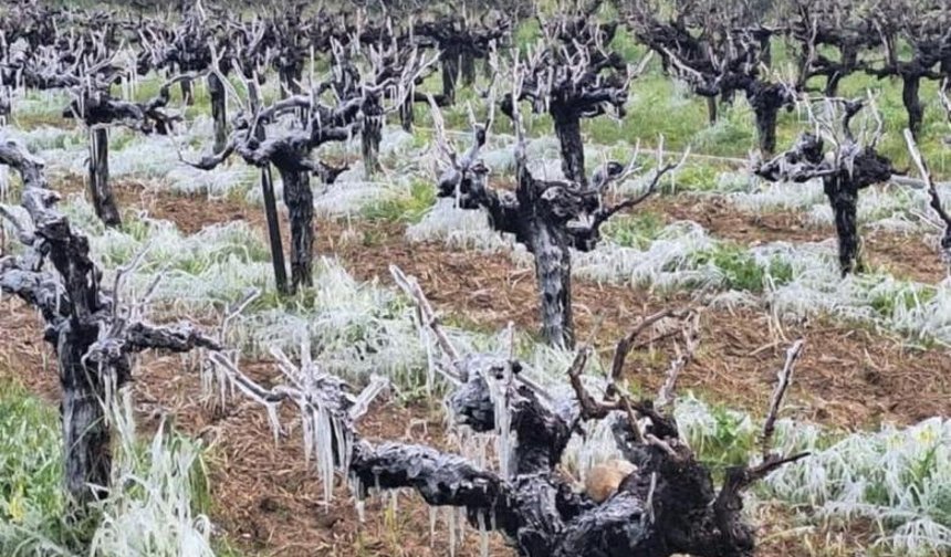 Yarın ve Çarşamba sabah saatlerinde yer yer don olayı bekleniyor