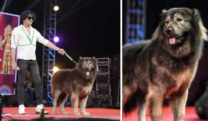 Dünyanın en pahalı köpeği 208 milyon TL'ye satıldı