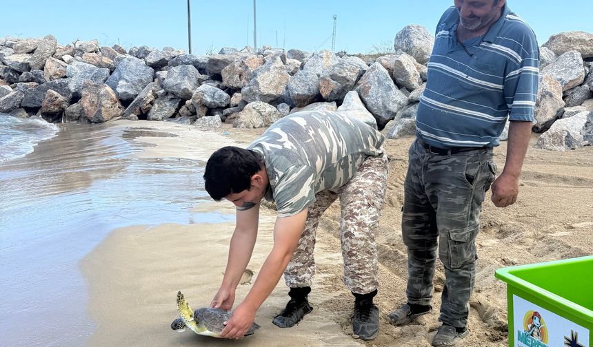 Meritta iki deniz kaplumbağasını mavi sulara uğurladı