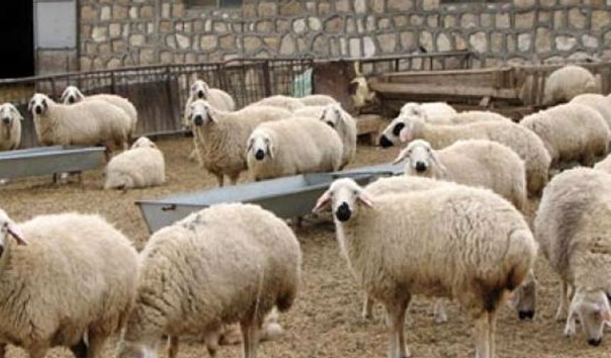 Devlet Üretme Çiftliği (DÜÇ), kasaplık hayvan satışı yapacak.