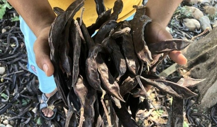 Girne için harnup toplama tarihi 17 Ağustos