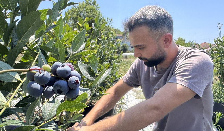 KKTC 'de tadını sevdiği yaban mersininin Zonguldak’ta üreticisi oldu