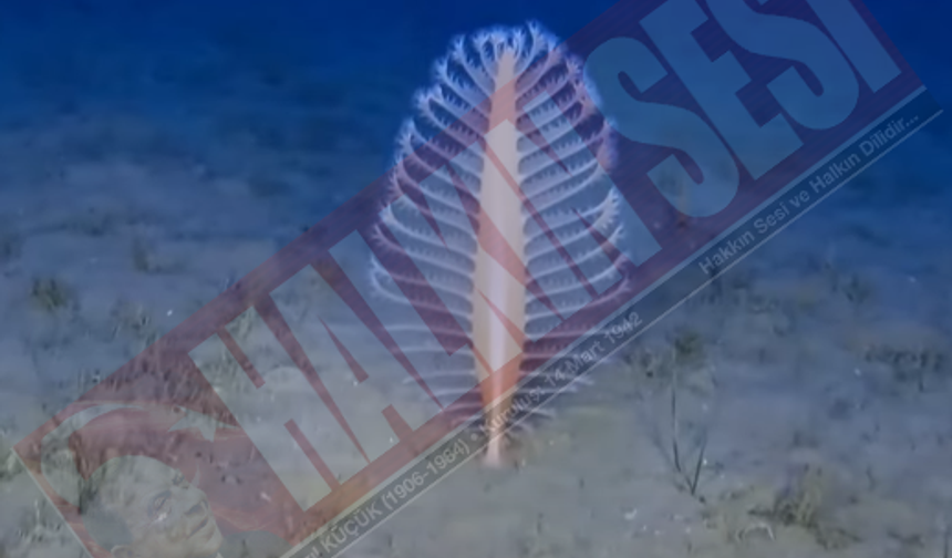 Kıbrıs’ın güney sahillerinde nadir deniz yaşam alanları keşfedildi