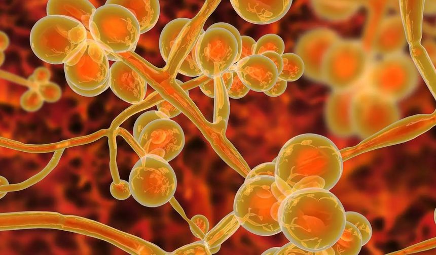 Türk üniversiteleri, ölümcül hastane enfeksiyonlarına neden olan Candida auris’e karşı güçlerini birleştirdi