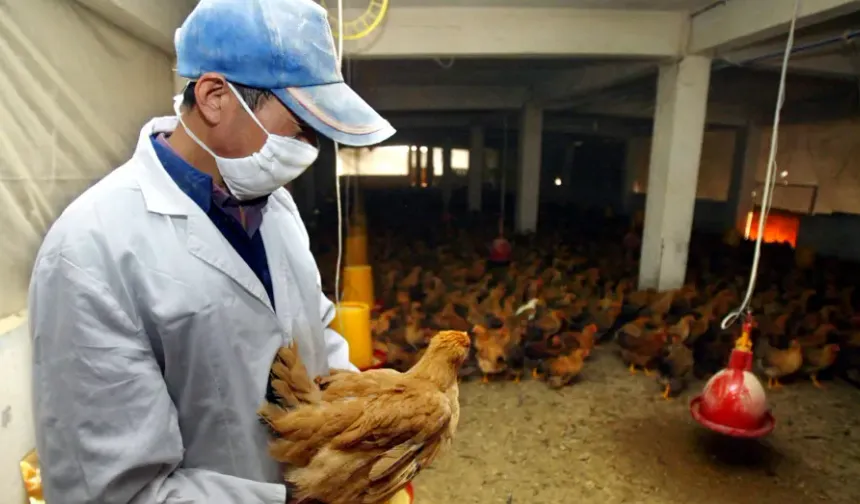 Fransız sağlık yetkilileri: Kuş gribi COVID'den daha kötü bir pandemi riski taşıyor