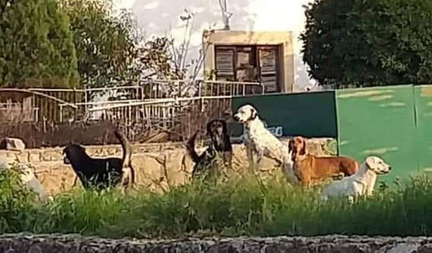 “Sokak köpeği diye bir şey yoktur”