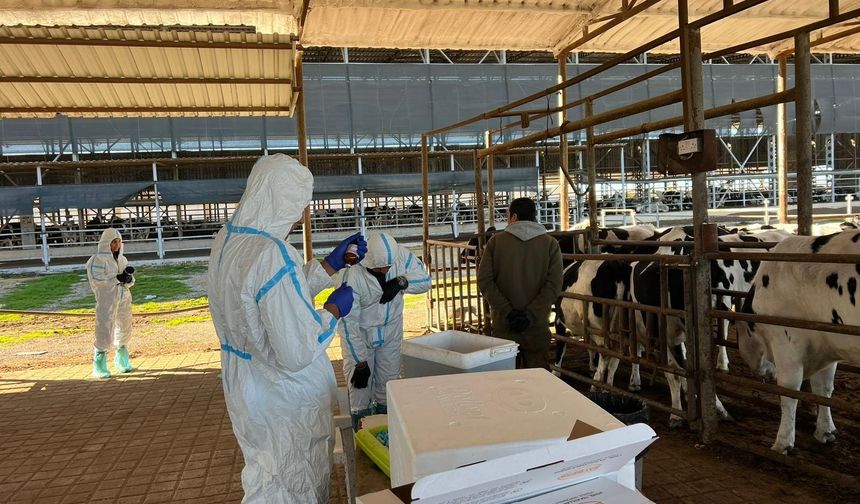 Şap hastalığıyla mücadelede 69 işletmede 7 bin 700 aşılama yapıldı