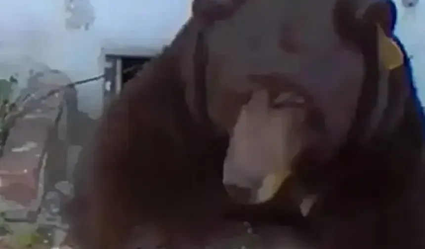 200 kiloluk siyah ayıyı haftalardır evinden çıkaramıyor