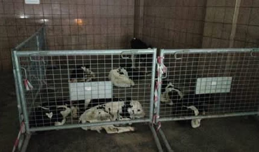 Gazimağusa’da kaçak hayvan geçişi engellendi