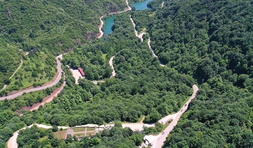 Türkiye'den ormanlarda dikkat çeken artış!