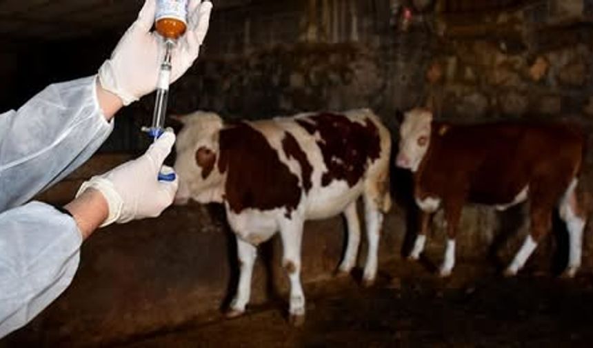 İskele bölgesinde Şap Hastalığı alarmı