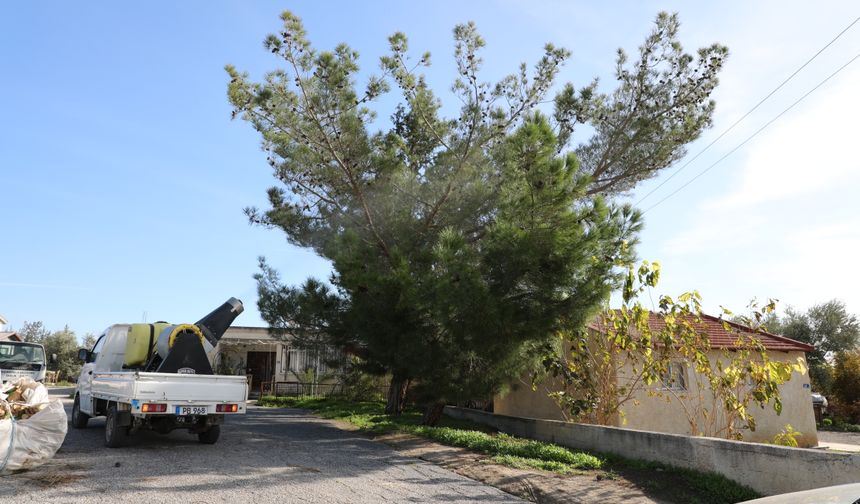 Değirmenlik Akıncılar Belediyesi, çam kese böceğine karşı ilaçlama çalışmasına başlıyor