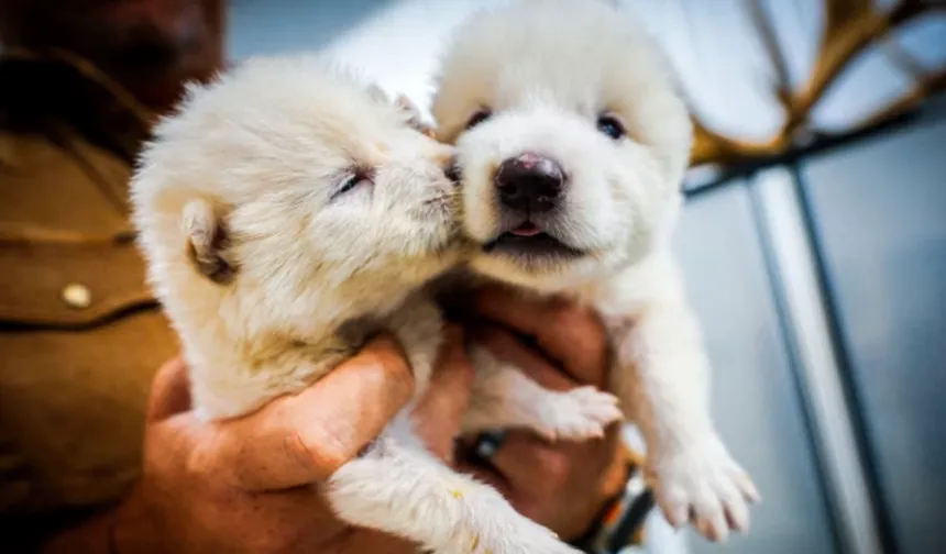 Yedekleme planı devrede, yok oluşa karşı genetik kalkan