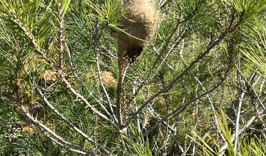 Genç fidanlarda da çam kese böceğine kurban