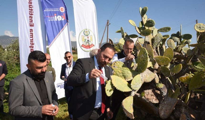 Babutsa koşniline karşı doğaya ilk kez avcı böcek bırakıldı