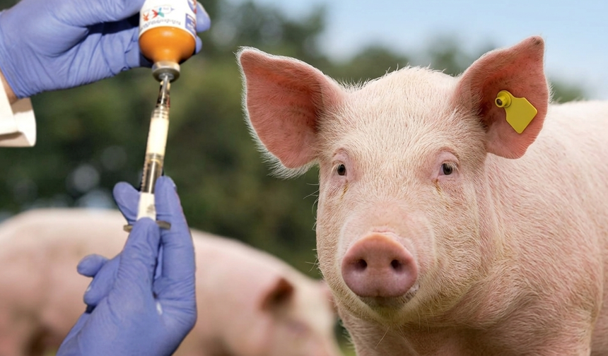 Güney Kıbrıs’ta şap hastalığı tespit edilen çiftlik sayısı 101’e ulaştı