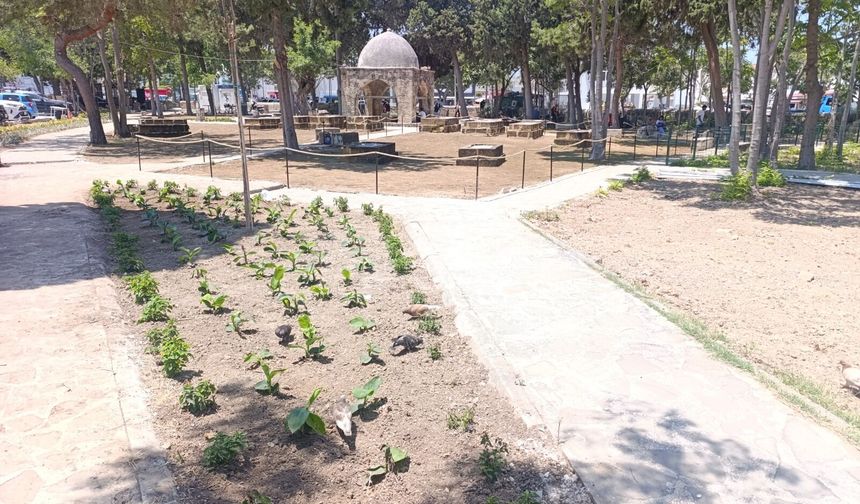 Girne Belediyesi’nden Baldöken Osmanlı Mezarlığı’na peyzaj düzenlemesi