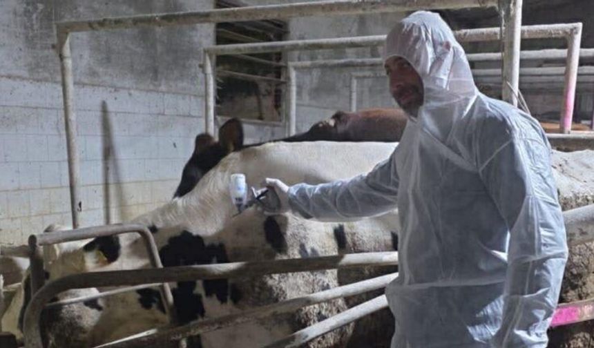 Hayvan itlaf çalışmaları tamamlandı ama hastalık hala var