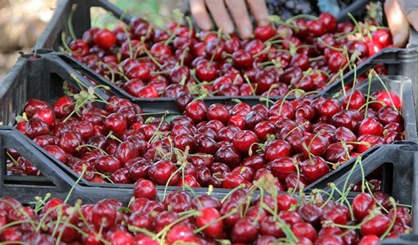 Meyvedeki uçurum fiyat farkının nedeni nedir?