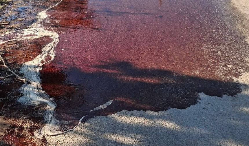 Mezbaha yolu kan gölüne döndü