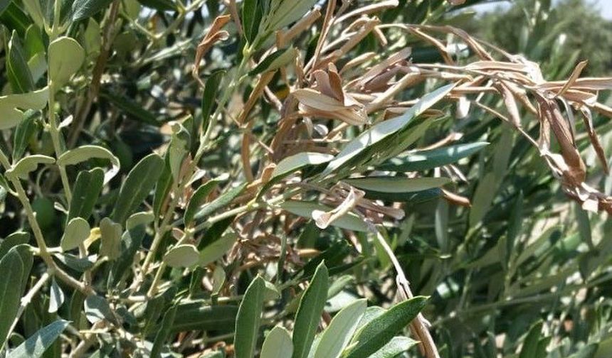 Zeytin ağaçlarını kemirenler ne?