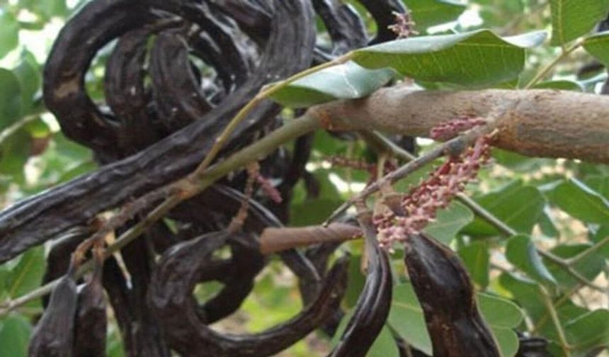 Binboğa, harnup taban alım fiyatını kilo başına 20 TL olarak belirledi